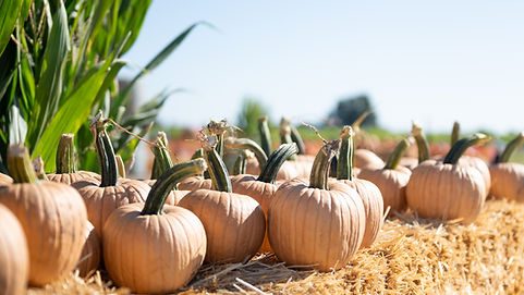 Pumpkins lined up on straw at Cool Patch Pumpkins, with corn standing behind them. The Dixon farm reopened on Saturday, hours after the Friday night stabbing, and families returned to the patch and the maze.