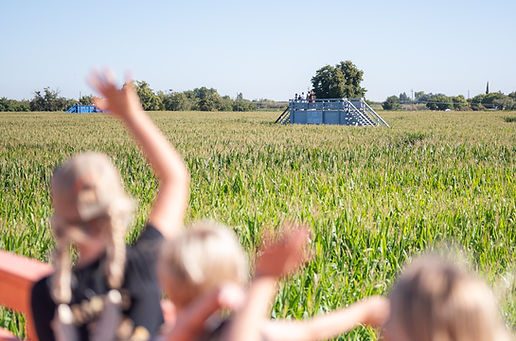 The corn maze at Cool Patch Pumpkins, with one of the maze's viewing platforms rising above the stalks. A sheriff's spokesperson said clearing the maze at night was quite the challenge, and that deputies recovered evidence inside it.
