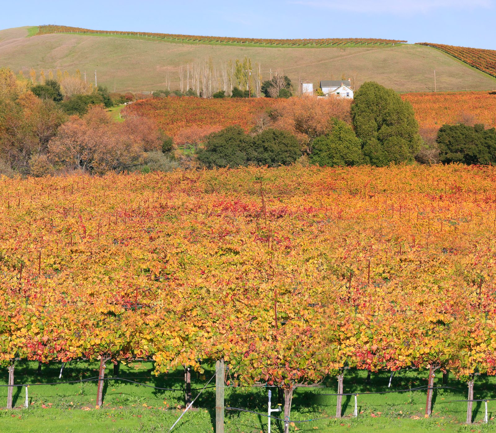 A Napa Valley winery. Low unemployment coexists with the housing crisis: people are working, and still cannot afford to live where they work.