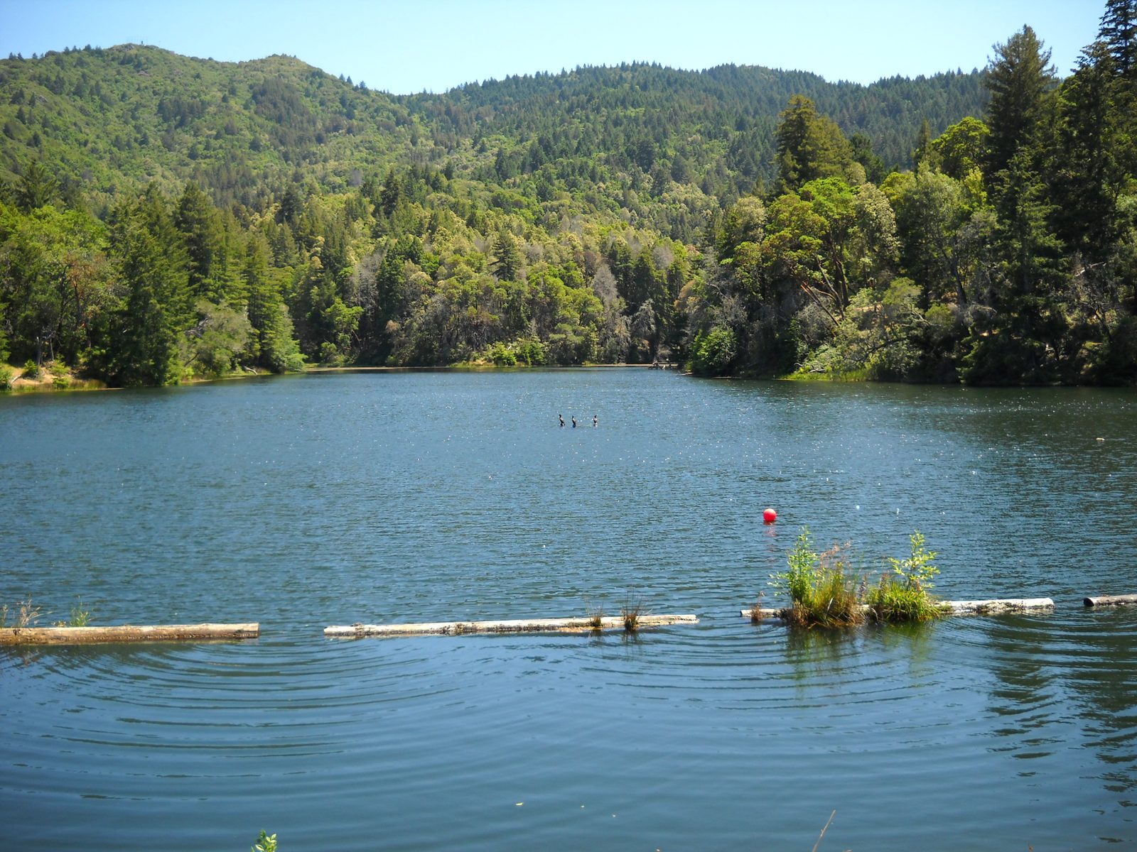 Lake Lagunitas sits just east of Bon Tempe Reservoir in the same watershed country. The meadow that shares its name, Lagunitas Meadow, forms part of this week's planned burn unit.
