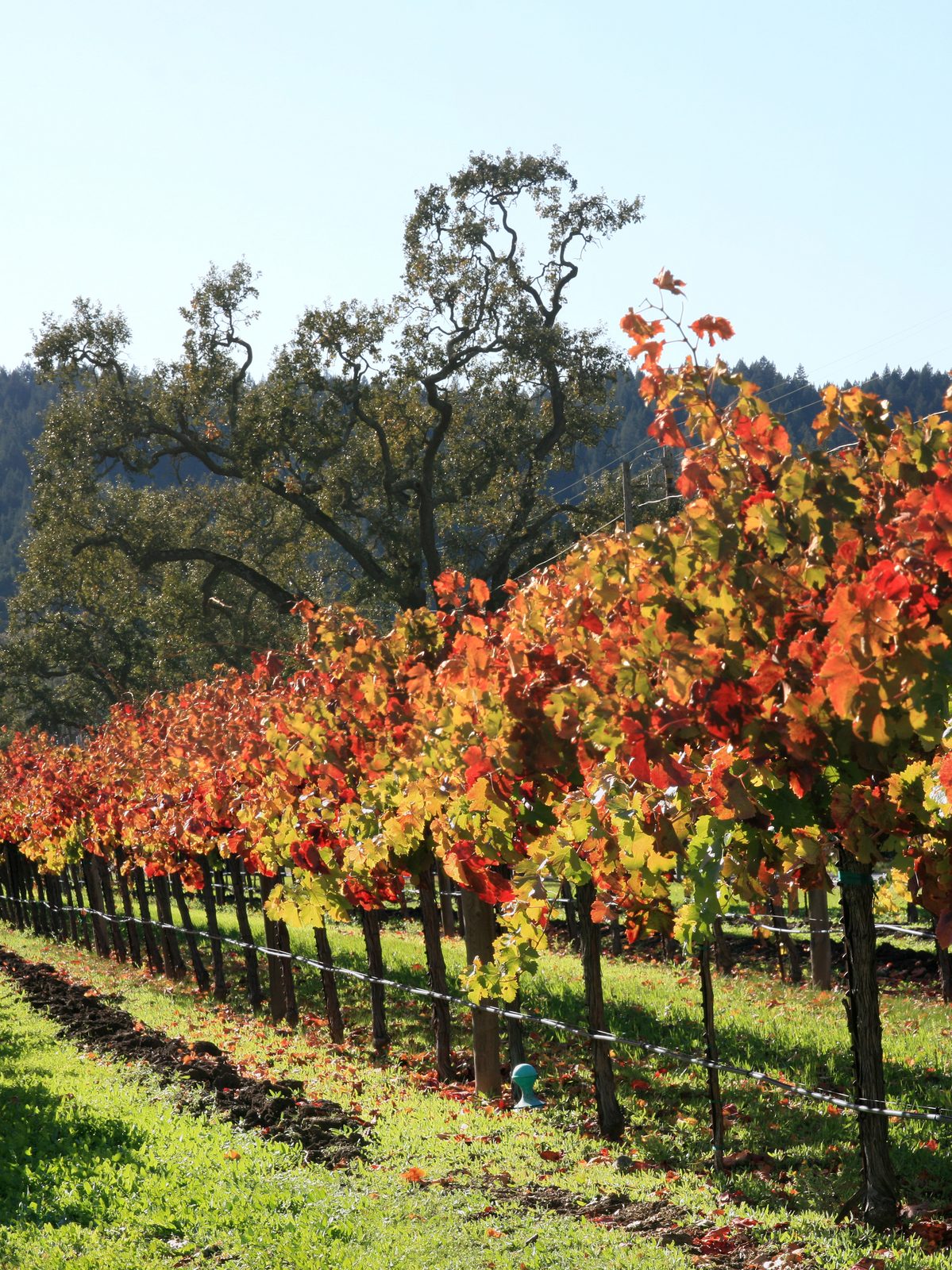 The North Bay's two economies: 4.3% unemployment in Napa, 5.5% in Solano
