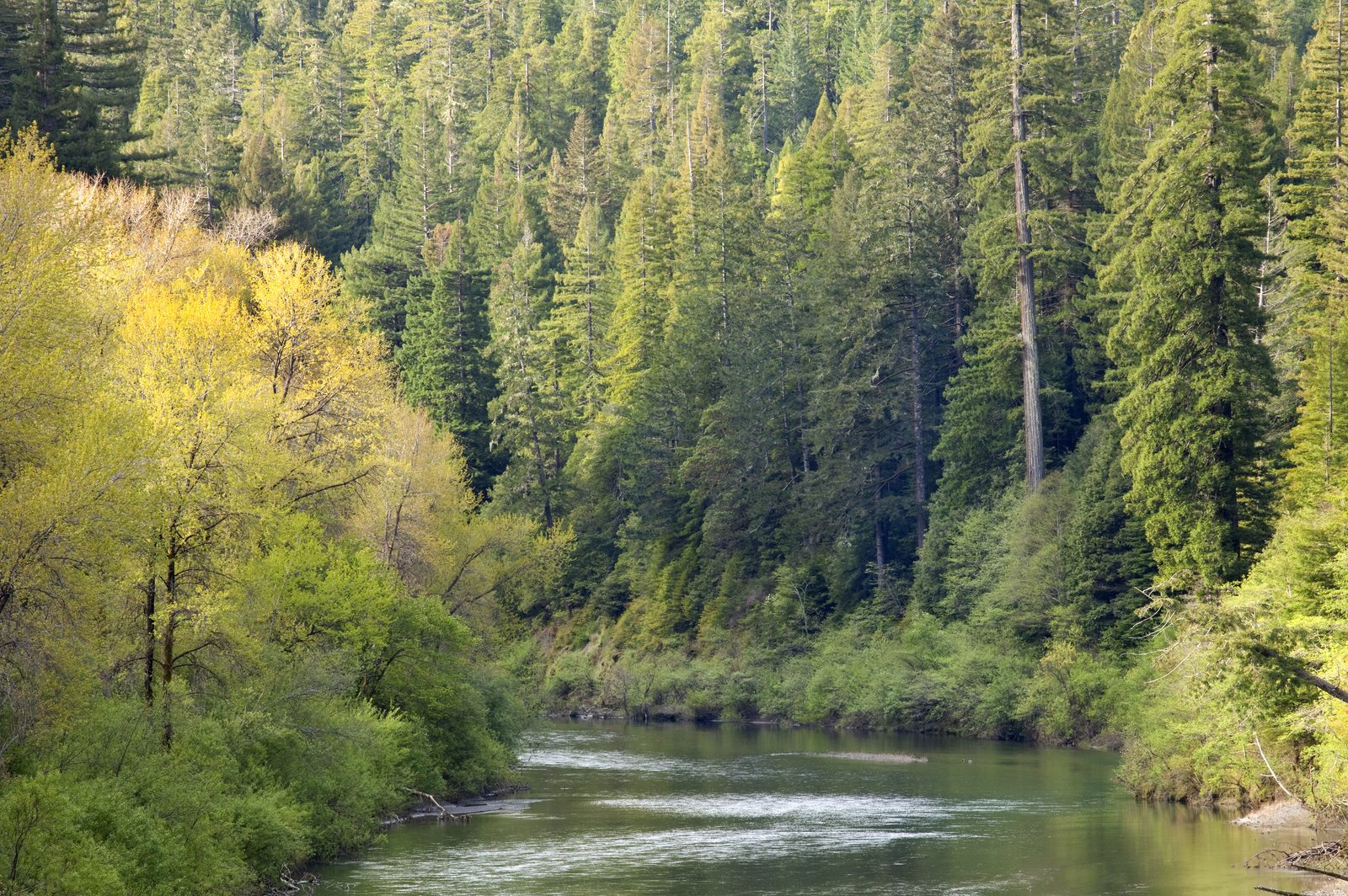 The dams are coming out. Sonoma County is making sure the water keeps flowing