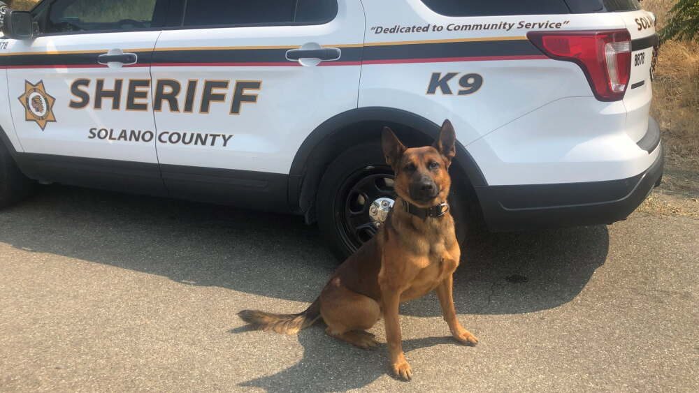 Man who stabbed Solano sheriff's K-9 Ty gets four years and eight months in prison